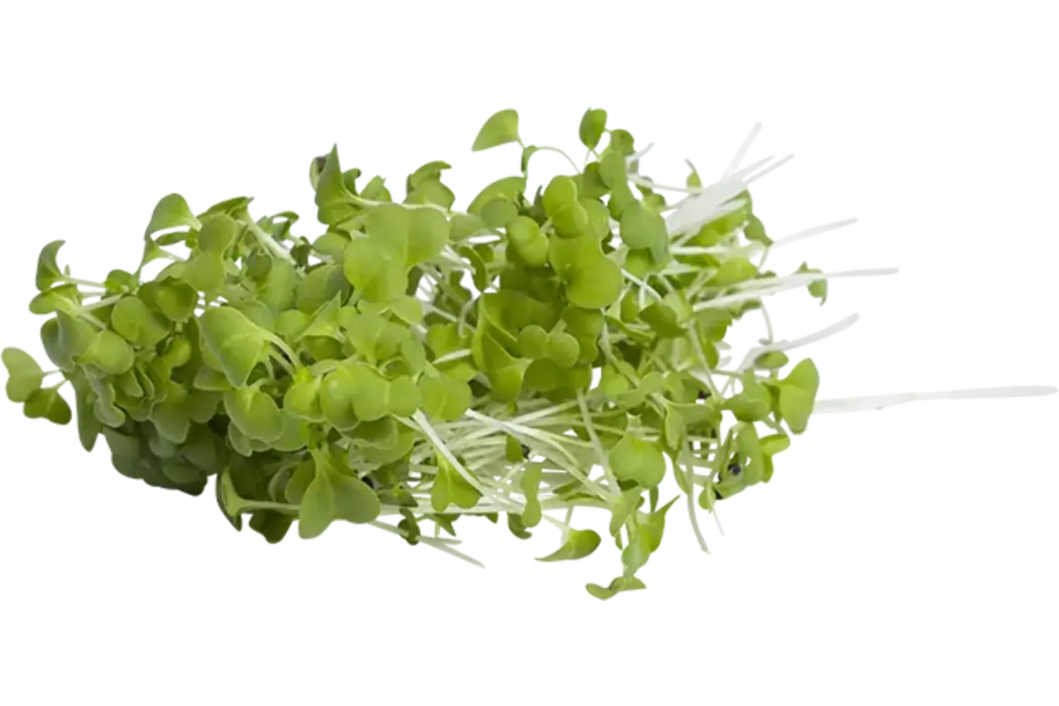 Japanse mosterdsla groen 40gr stuk